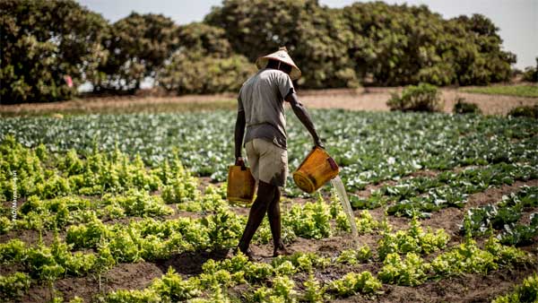 Regards d’un ancien sur la marche de l’agriculture et suggestions diverses