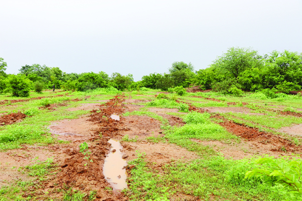 ASRGMV – Intensification des efforts de la reforestation : Pari vert