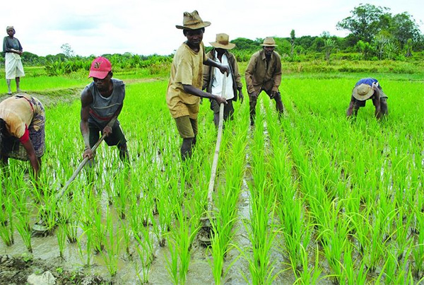 Campagne agricole : Les régimes passent et les choses se ressemblent, rien de nouveau sous nos cieux
