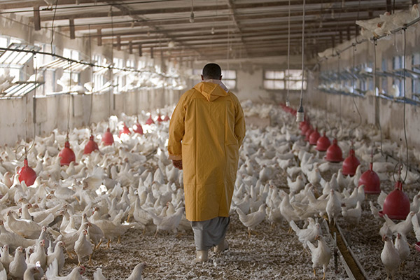 Chicken Legs, Let’s Not Slaughter our Poultry Farmers!