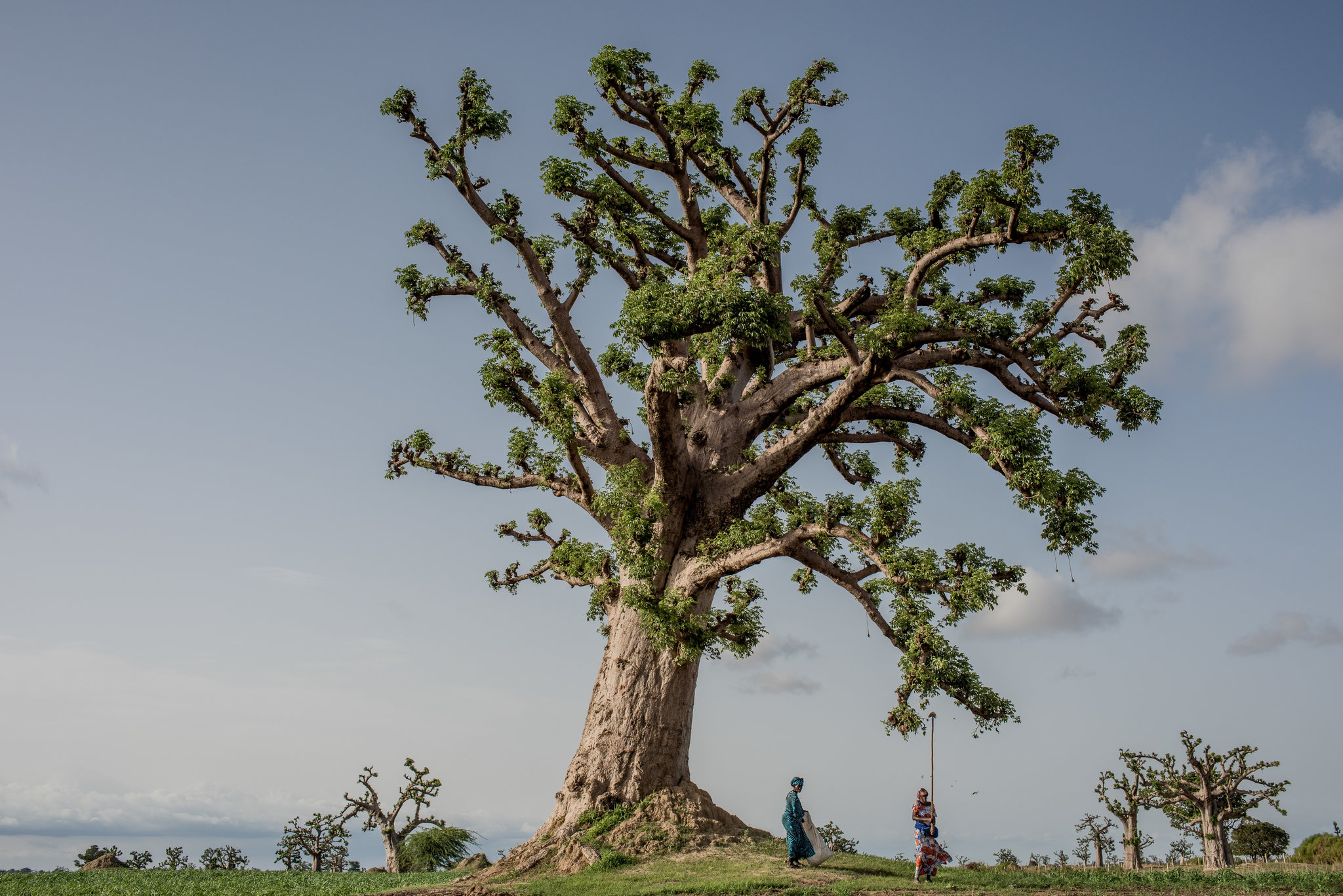 Les secrets millénaires du Sénégal dans les racines profondes du baobab de la sagesse