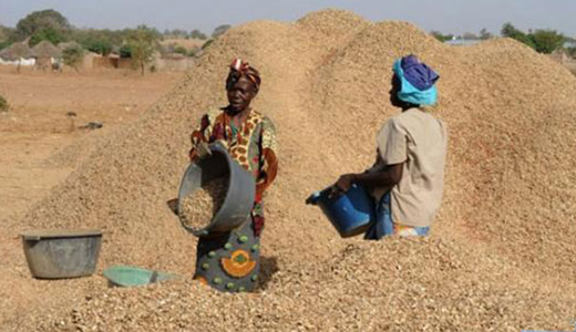 Campagne agricole 2022 au Sénégal : l’onde de choc ukrainienne sur l’engrais