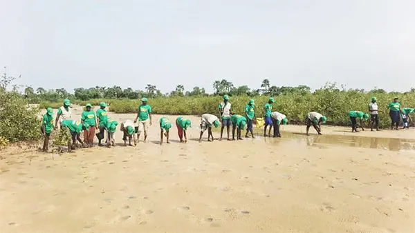 Fatick – Restauration de l’écosystème à Djirnda : ActionAid Sénégal replante 5 hectares de mangrove pour faire face au défi climatique