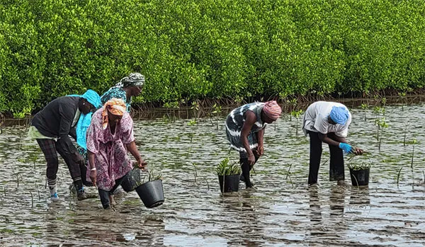 Urgence écologique : Le Sénégal parmi les quatre pays pilotes du projet mondial des Solutions fondées sur la nature