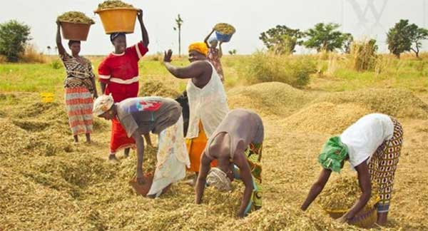 Souveraineté alimentaire au Sénégal : Le cri d’alarme et d’action d’Asi face aux crises